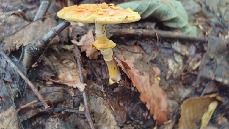 Amanita Formosa