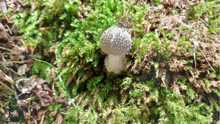 Amanita Gemata