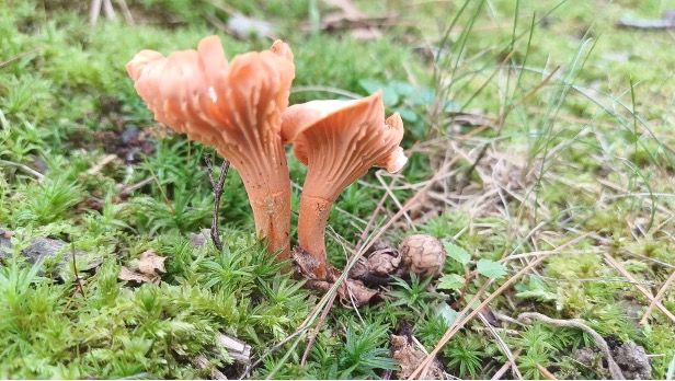 Chantarellus cinnabarinus