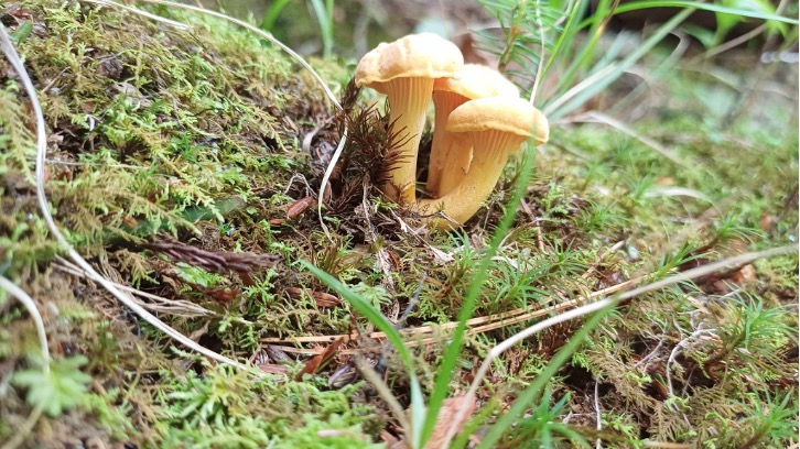 Chantarellus cinnabarinus