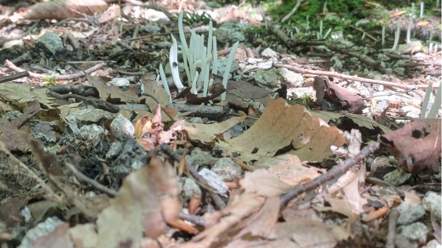 Clavaria ragilis