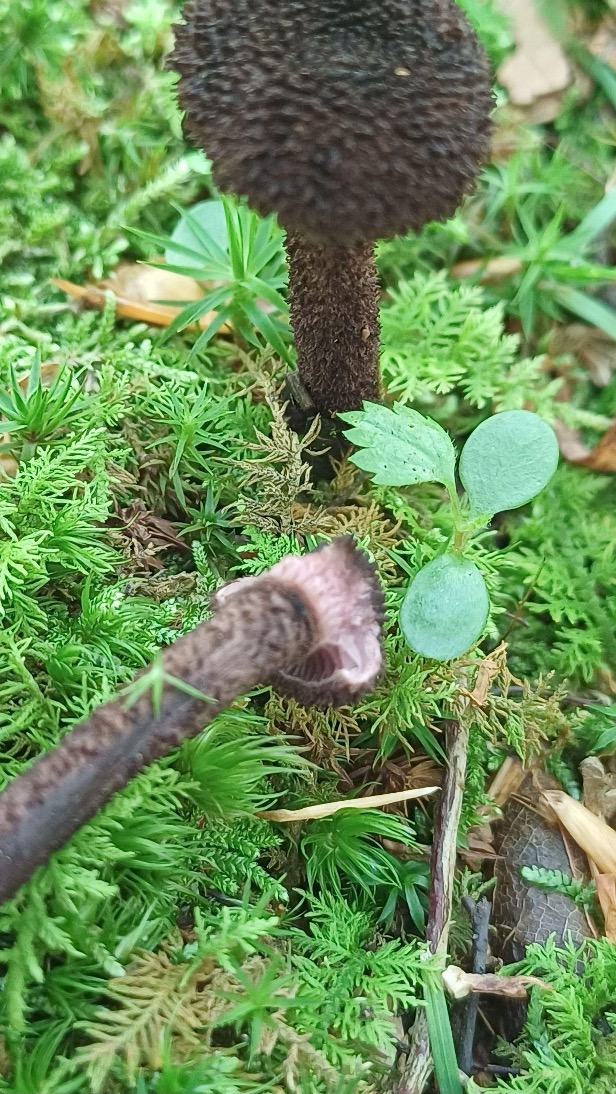 Inocybe tahequamenonesis