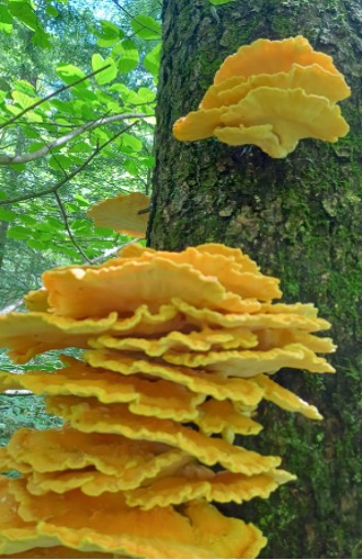 Laetiporus Sulphureus