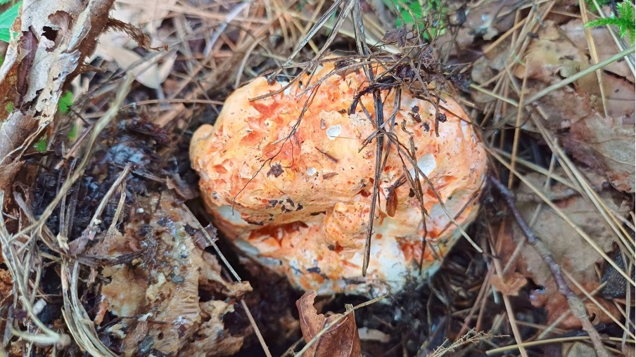 Lobster Mushroom