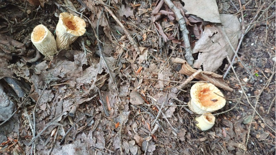 Chantarellus cinnabarinus