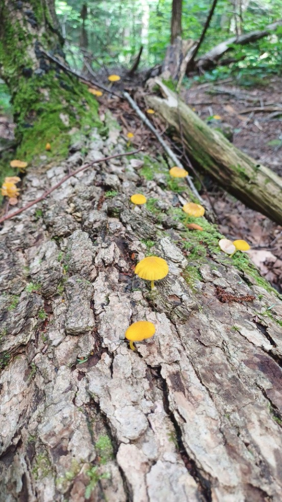 פטריות צהובות