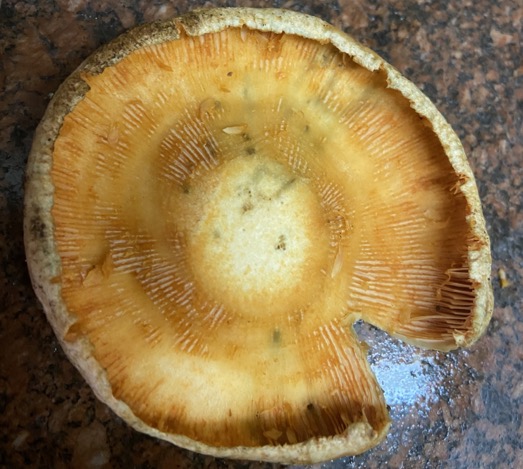 כככה הן אמורות להראות מבפנים.