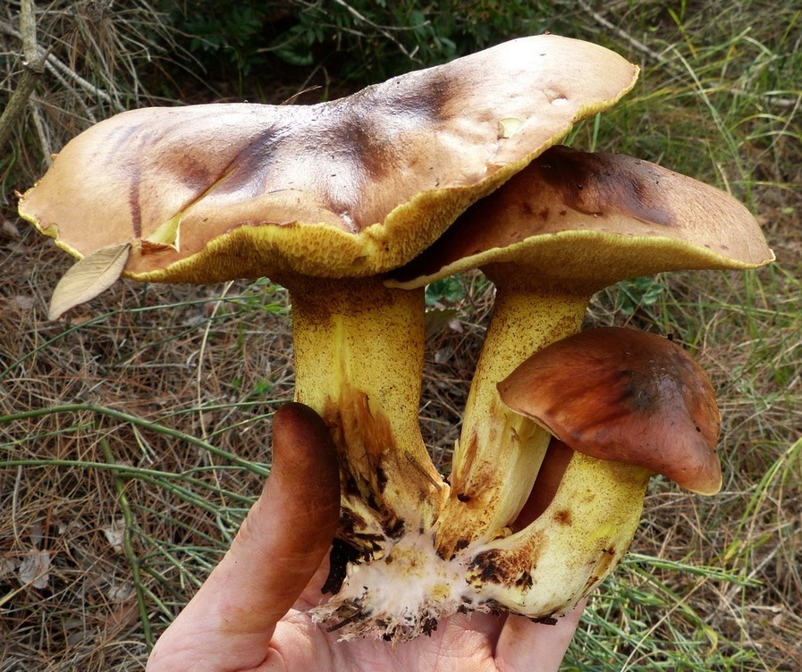 Suillus collinitus